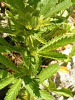 Potentilla Hookeriana (fam. Rosacees)(Am. du Nord)(05) (Photo F. Mrugala)